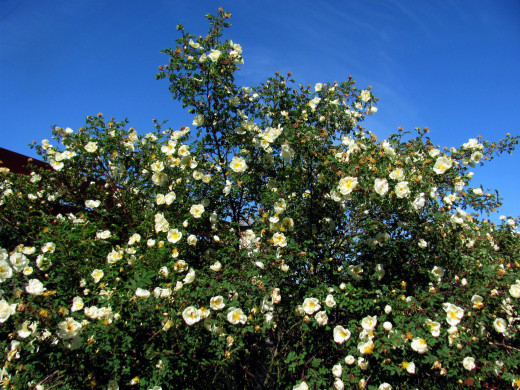 1552984 (a): :2560x1920